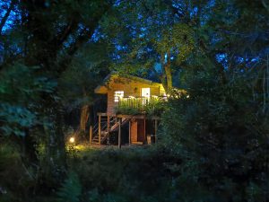 Treehouse 